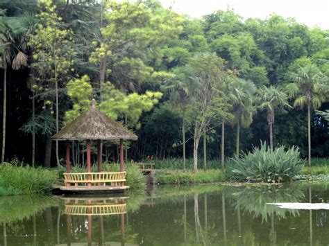  O Jardim Botânico de Kunming: Um paraíso tropical que abriga a beleza da natureza!