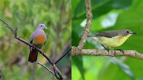 Parque Xiangshan: Uma Jóia Verde e um Refúgio para Observadores de Aves em Hefei!