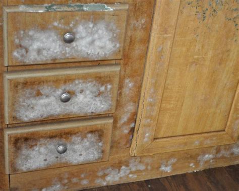 Is Mold on Wood Furniture Dangerous? Exploring the Hidden Dangers and Unrelated Musings on Fungal Friends